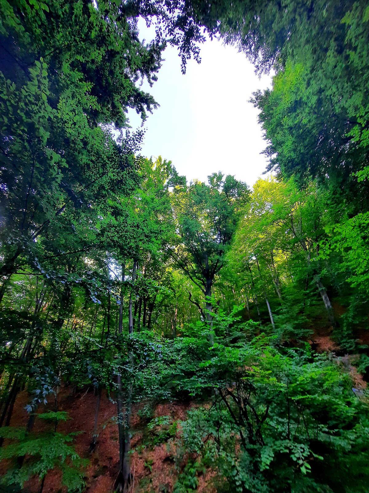 Dealul Măgura - foto 5