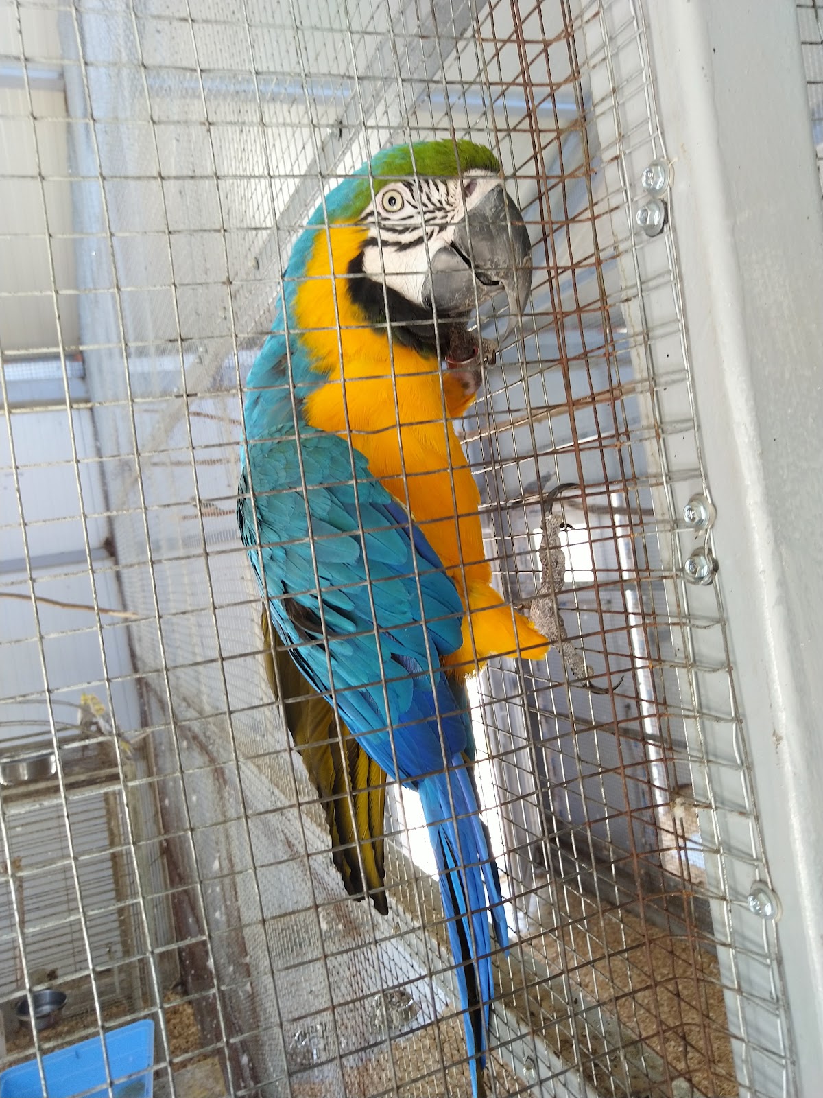 Delfinariu Constanta - foto 5