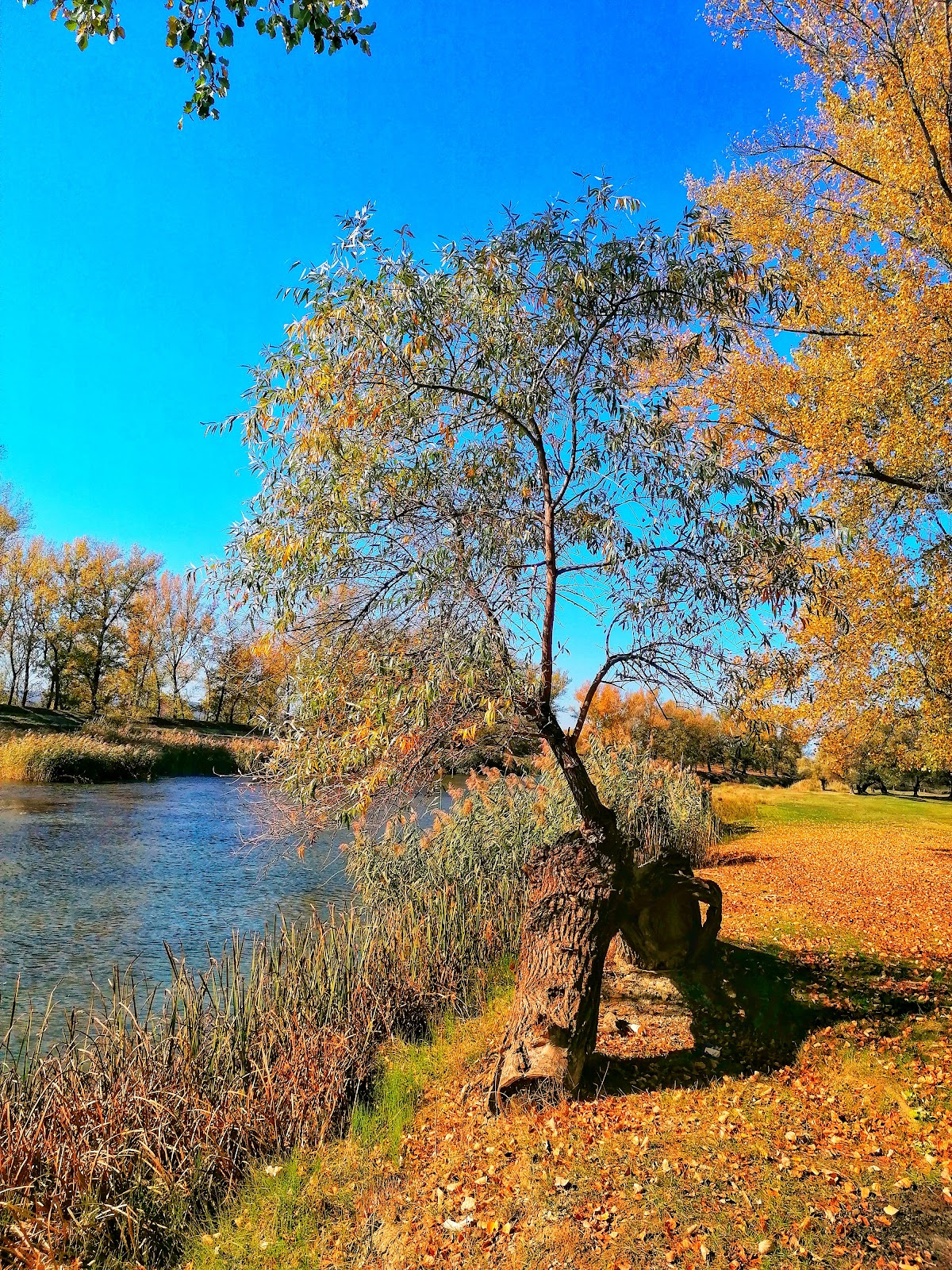 Delta Bacăului - foto 3