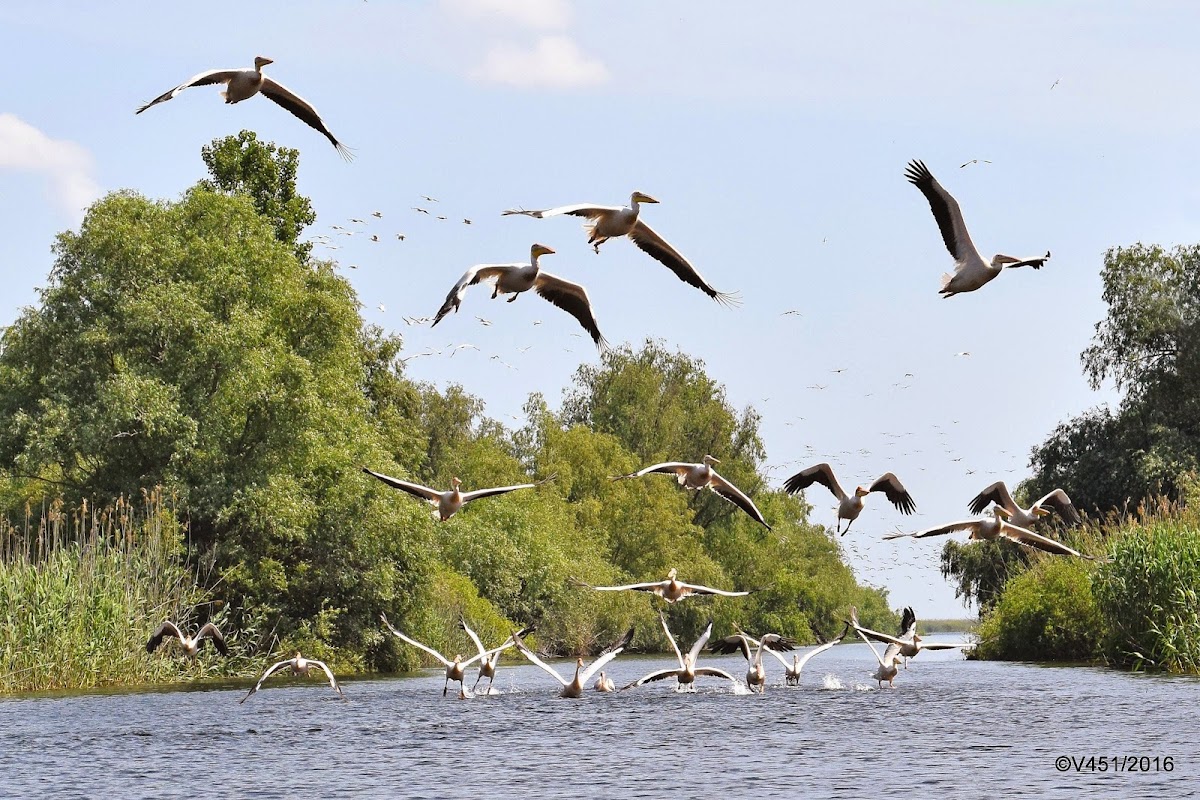Danube Delta - foto 4