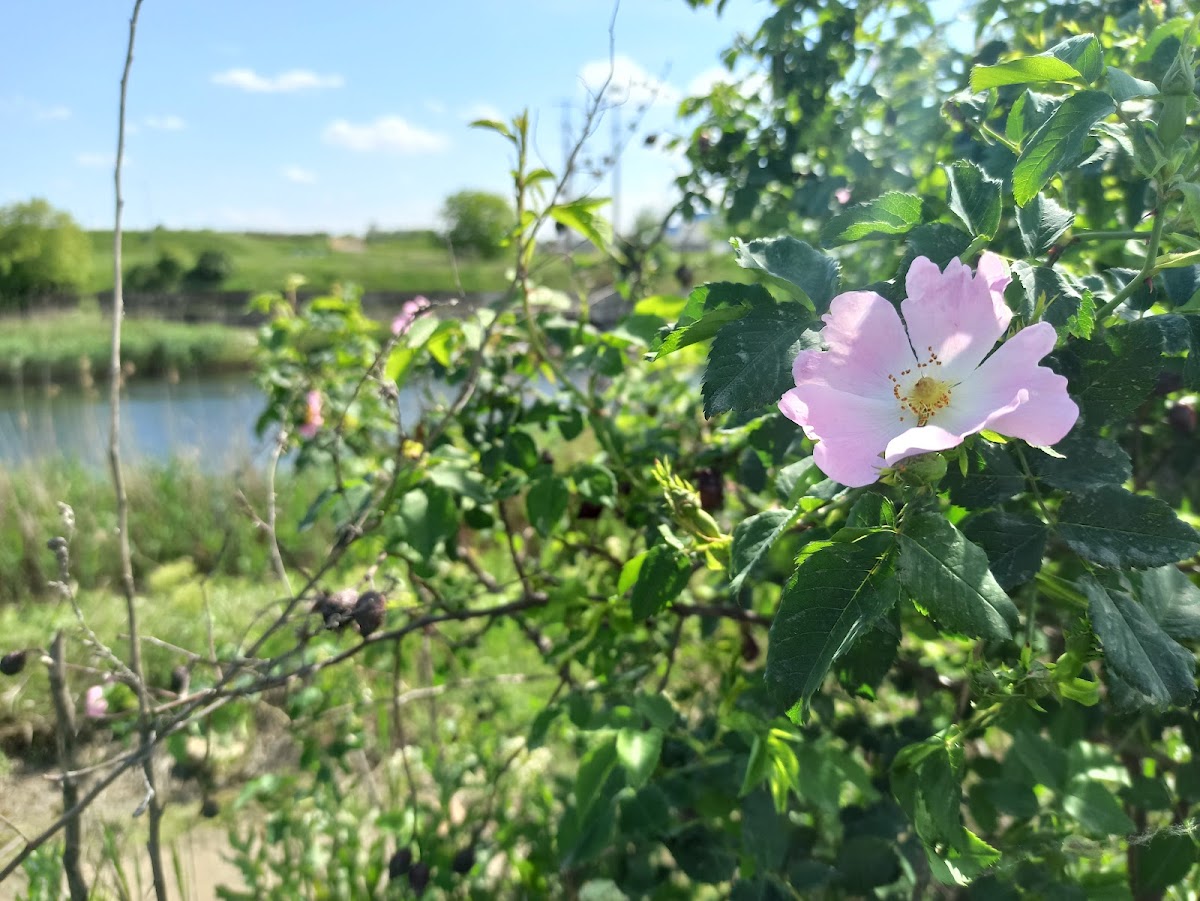 Delta Glina - foto 3