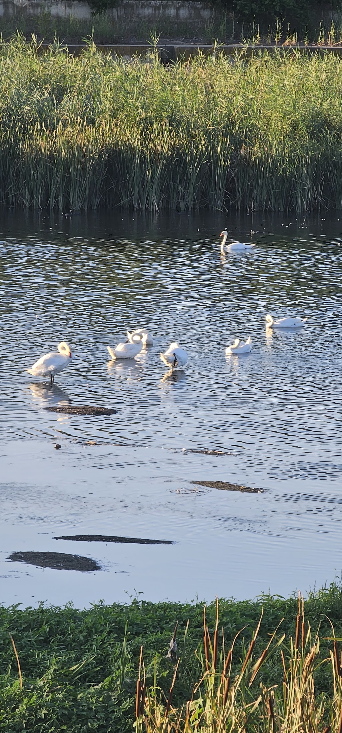 Delta Glina - foto 4