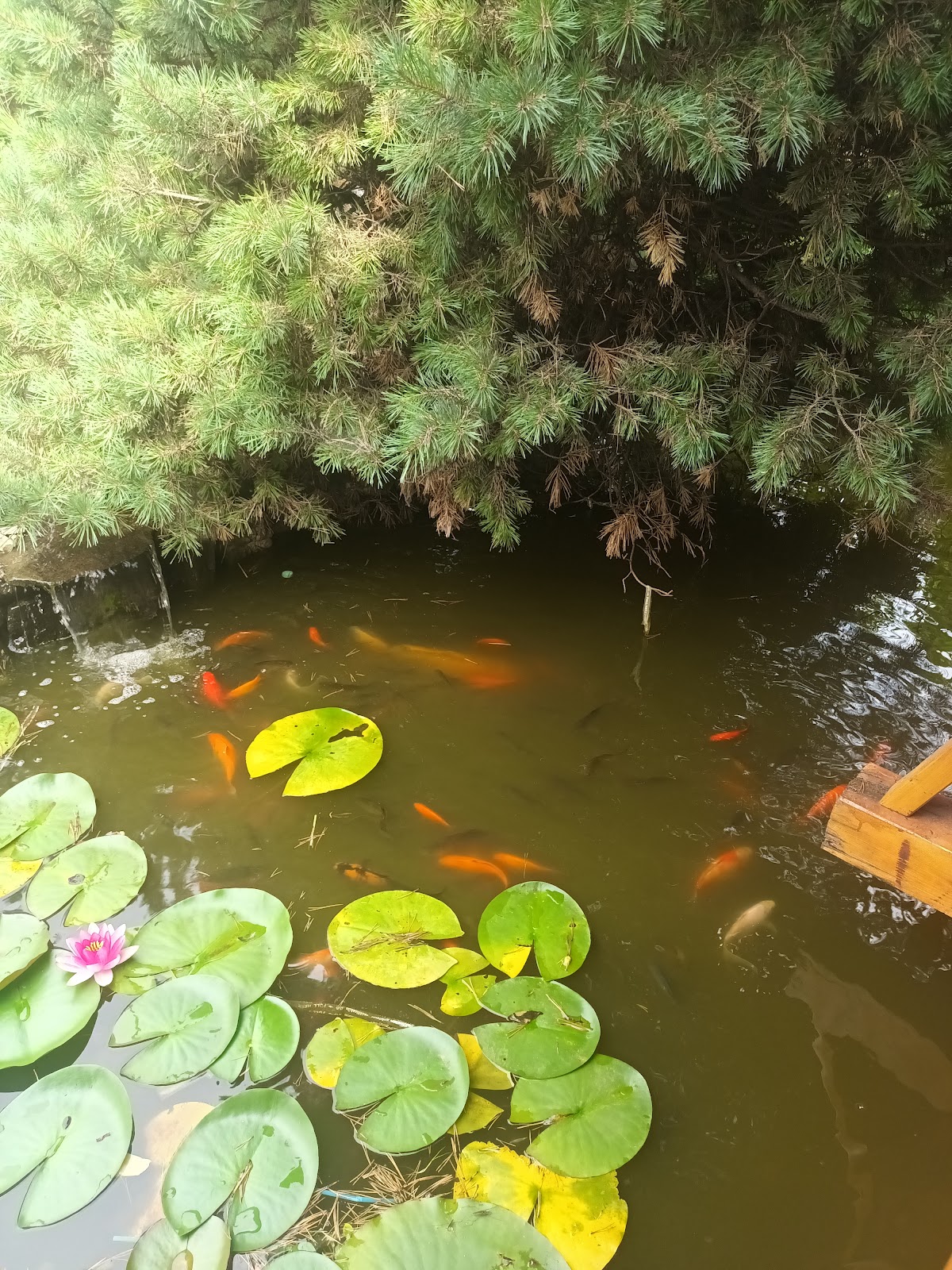 Discont - Restaurant & Pizza - foto 3