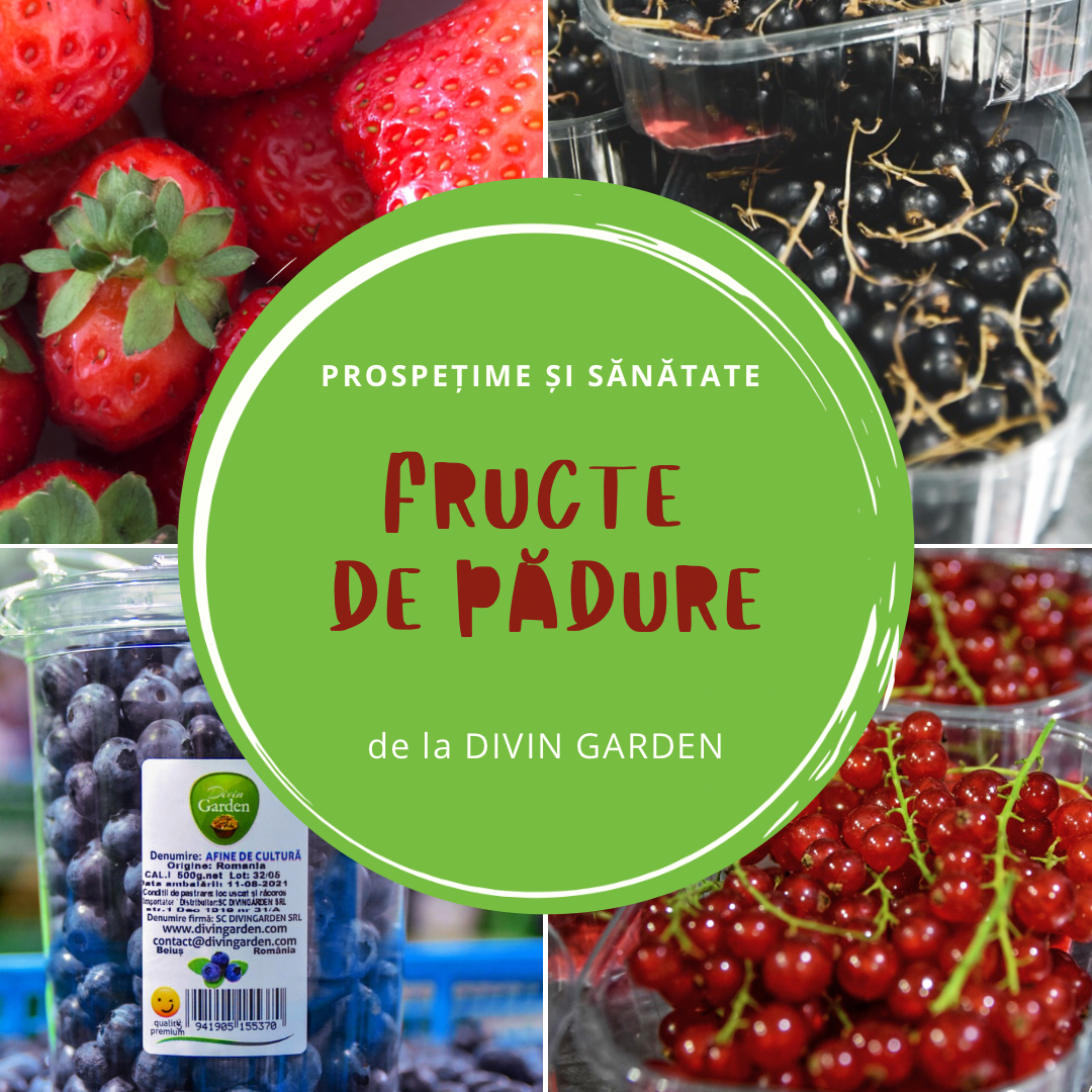 Divin Garden - foto 3