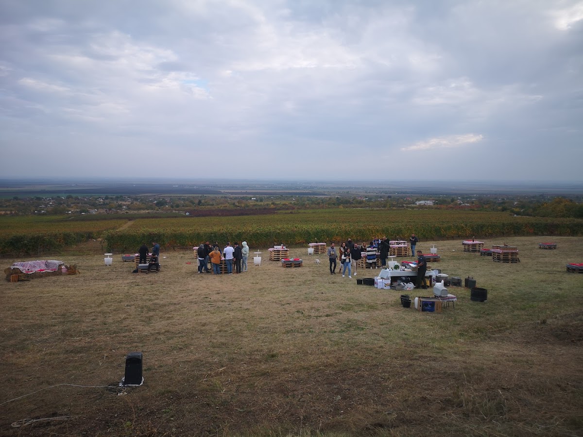 Domeniile Urlati - foto 3