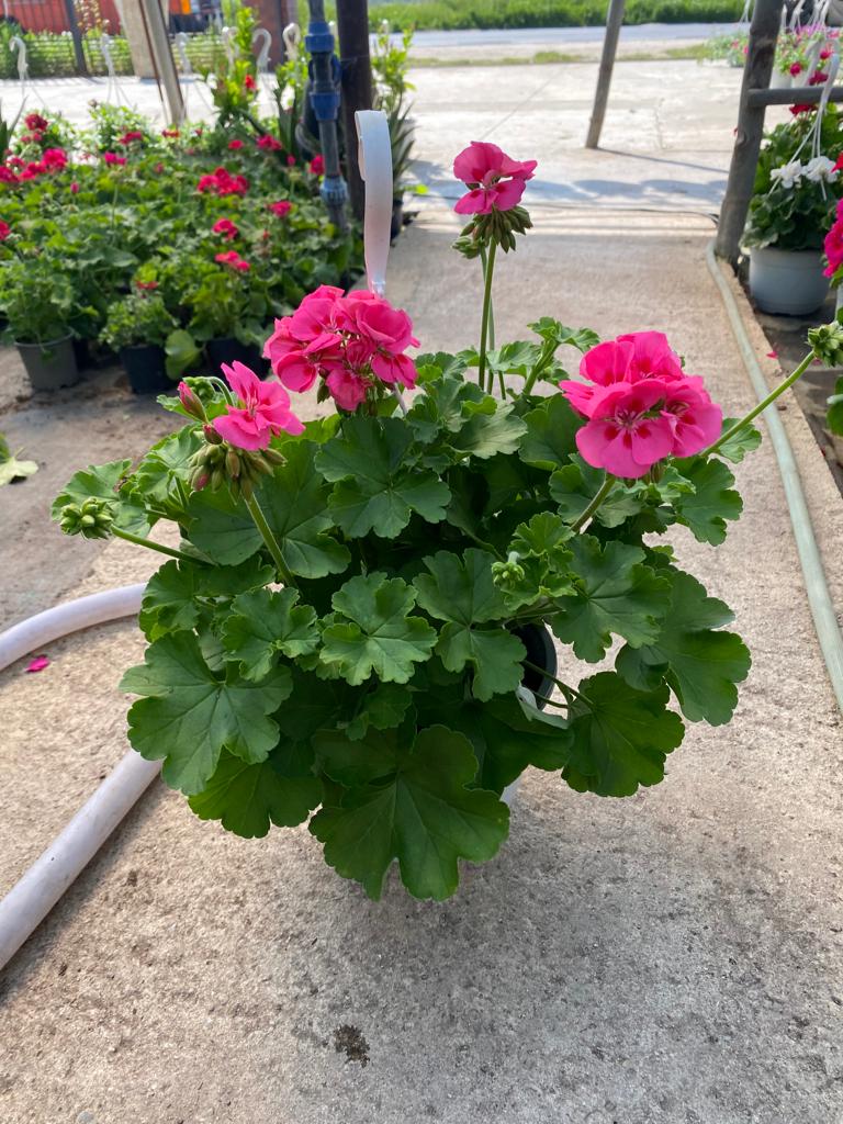 Domeniul Florilor