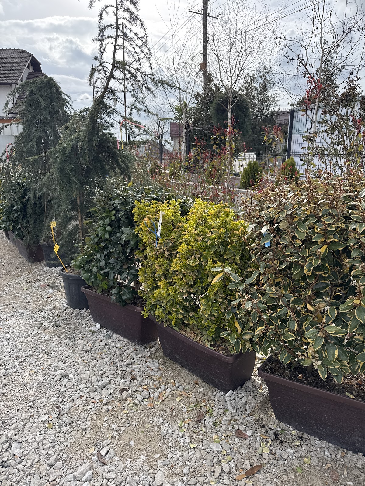 Dream Garden Design - foto 1