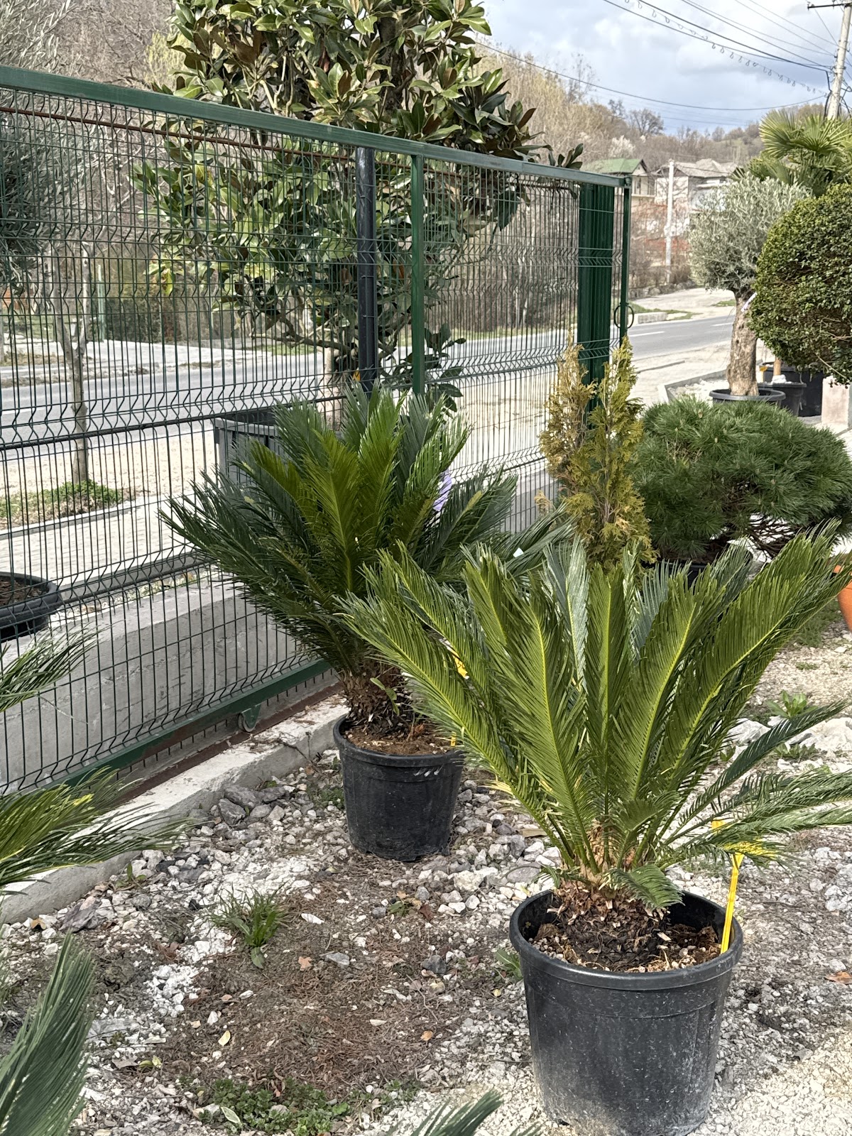 Dream Garden Design - foto 2