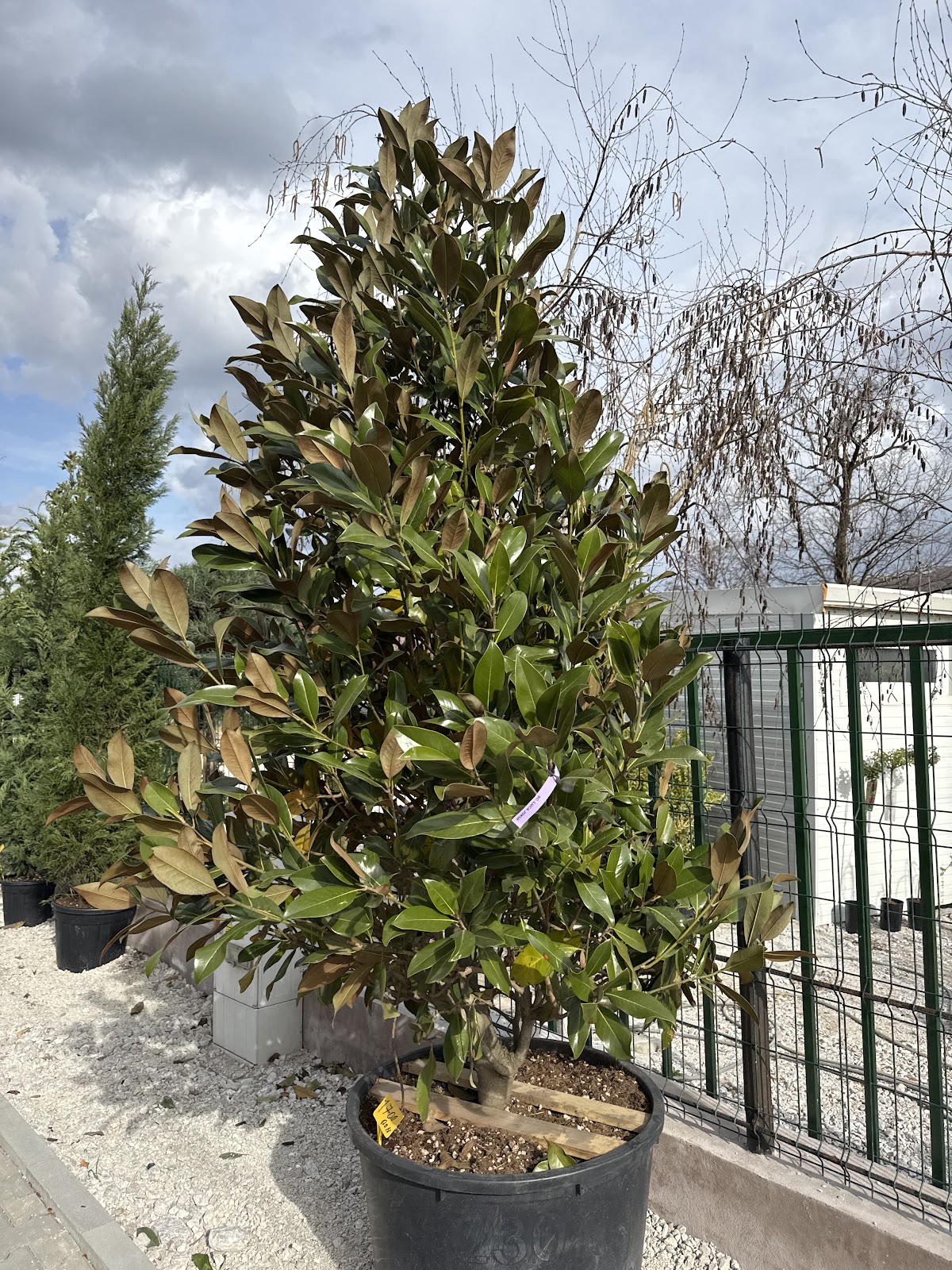 Dream Garden Design - foto 3