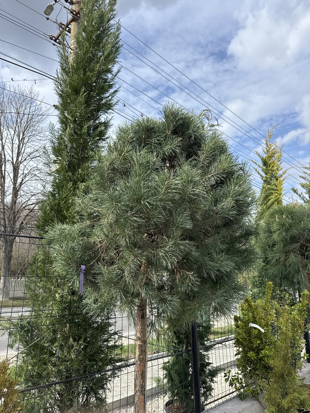 Dream Garden Design - foto 4