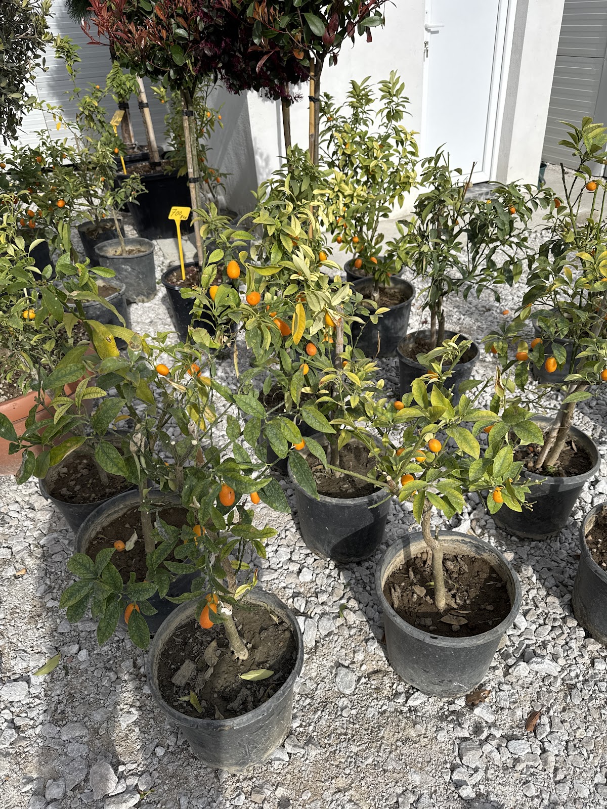 Dream Garden Design - foto 5