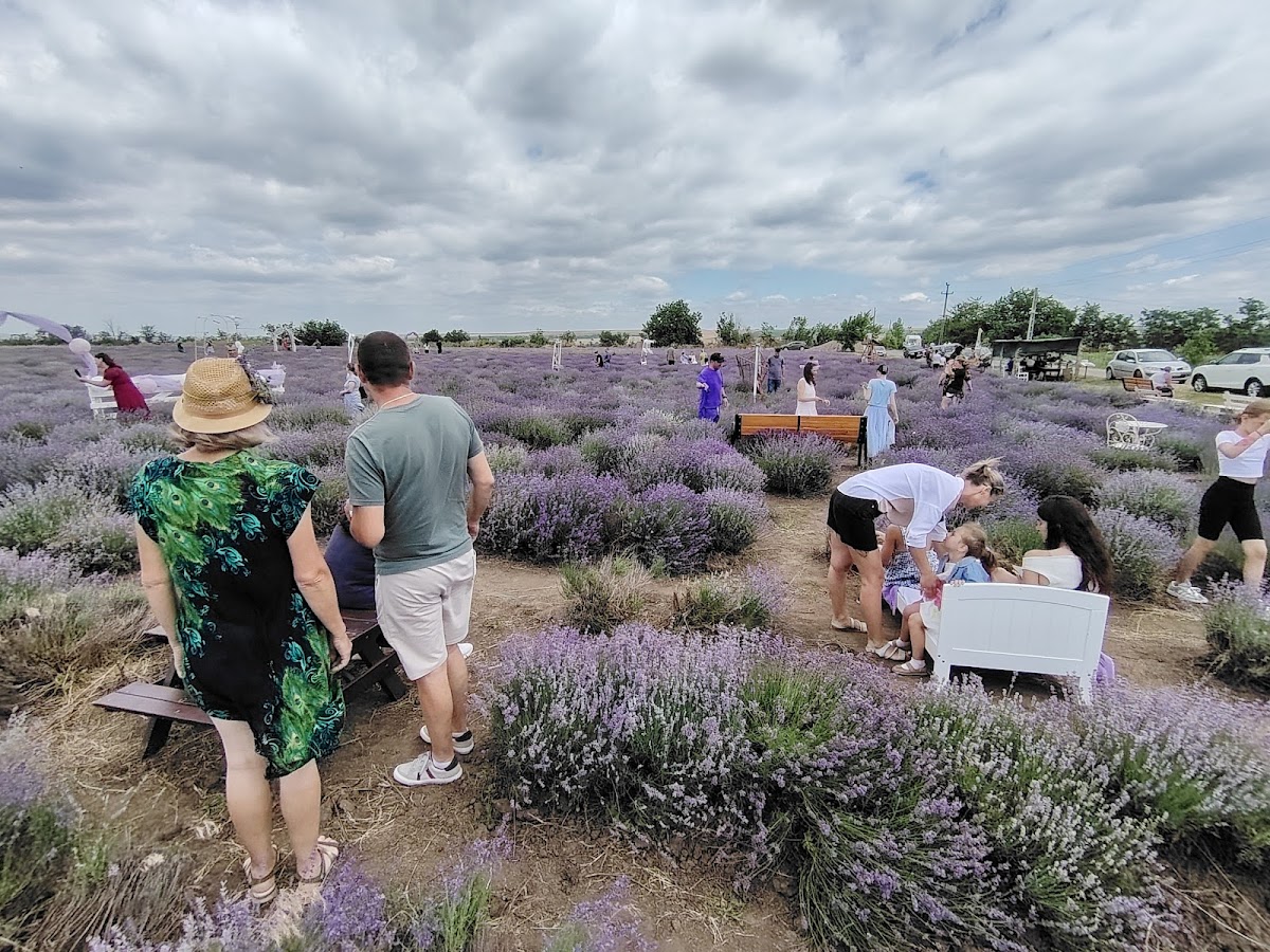 Bosque de Lavanda