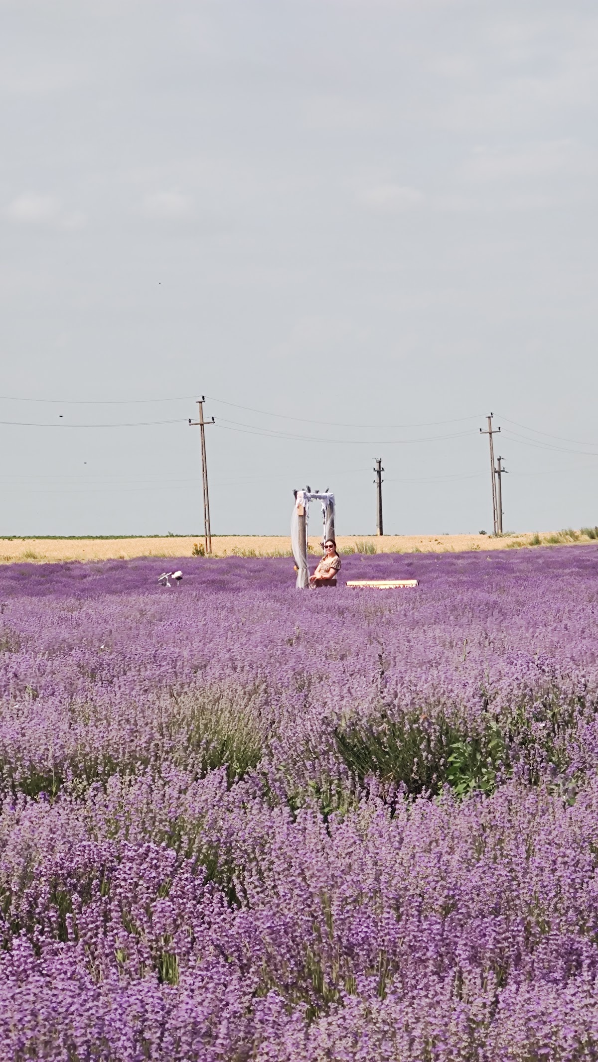 Bosque de Lavanda - foto 2