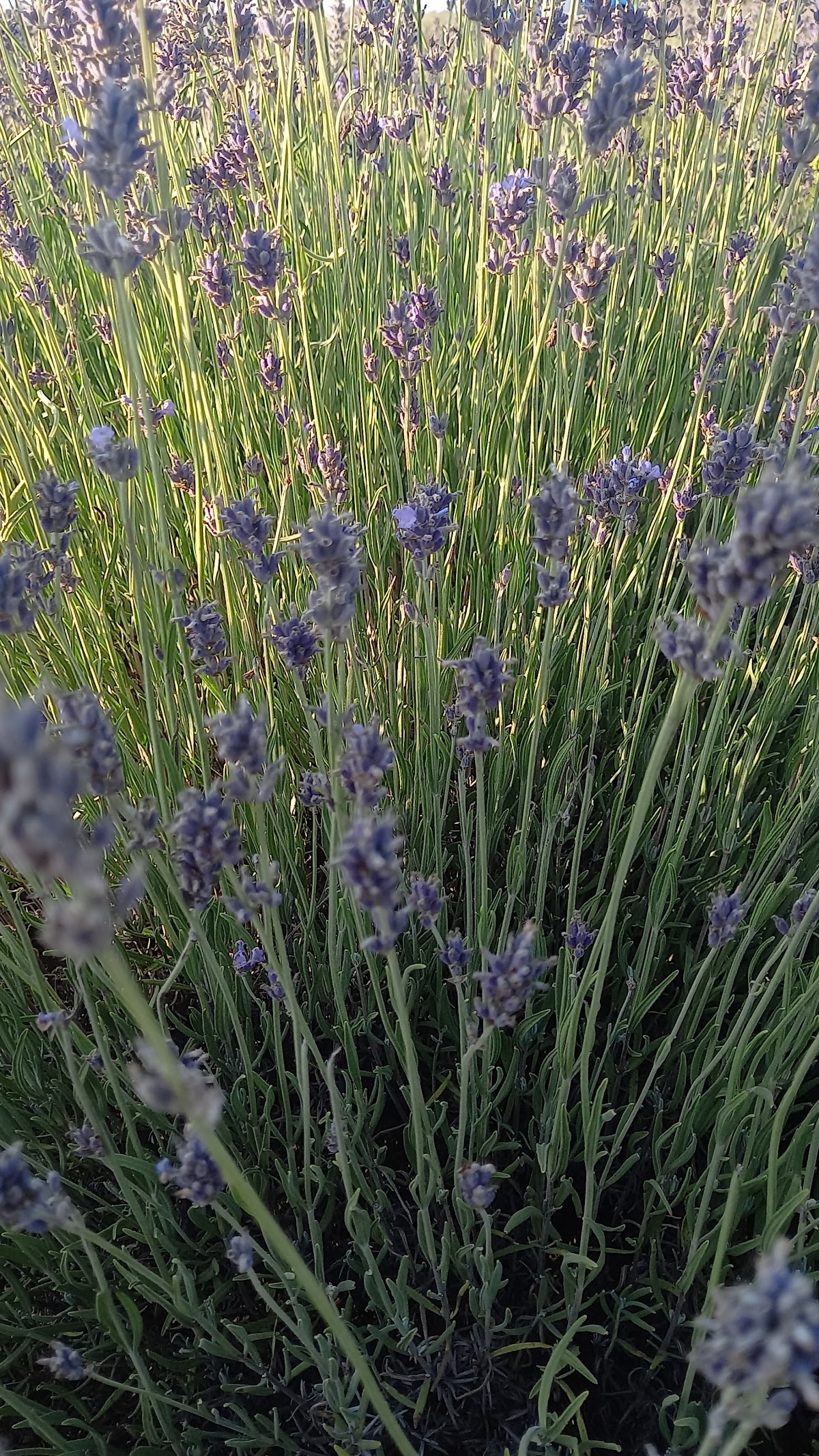 Bosque de Lavanda - foto 3