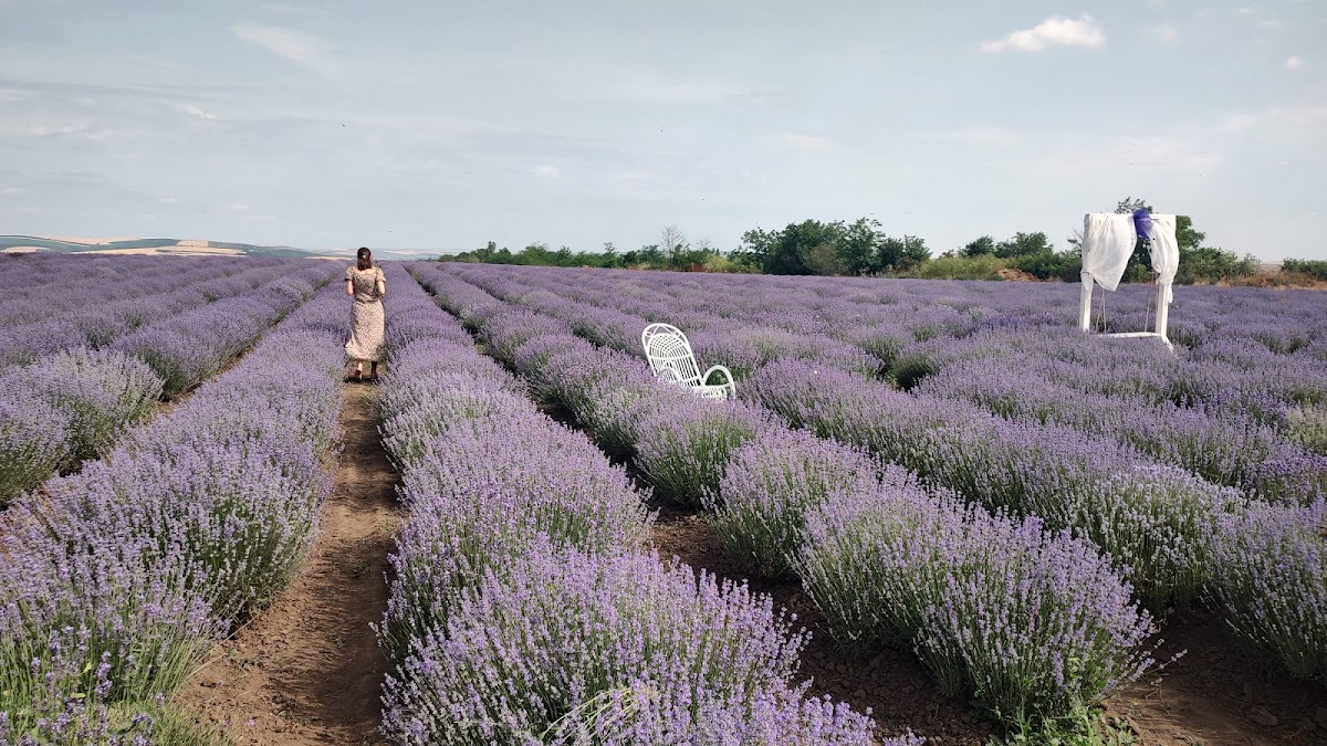 Bosque de Lavanda - foto 4