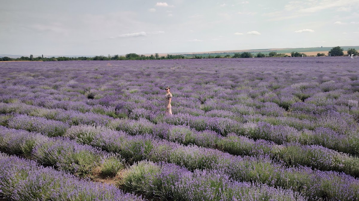 Bosque de Lavanda - foto 5