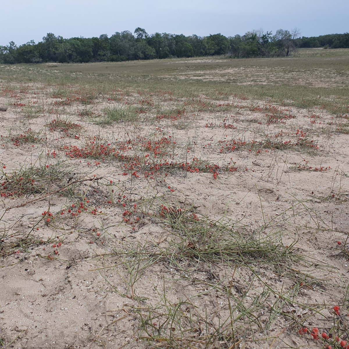 Dune di Sabbia di Caraorman - foto 3