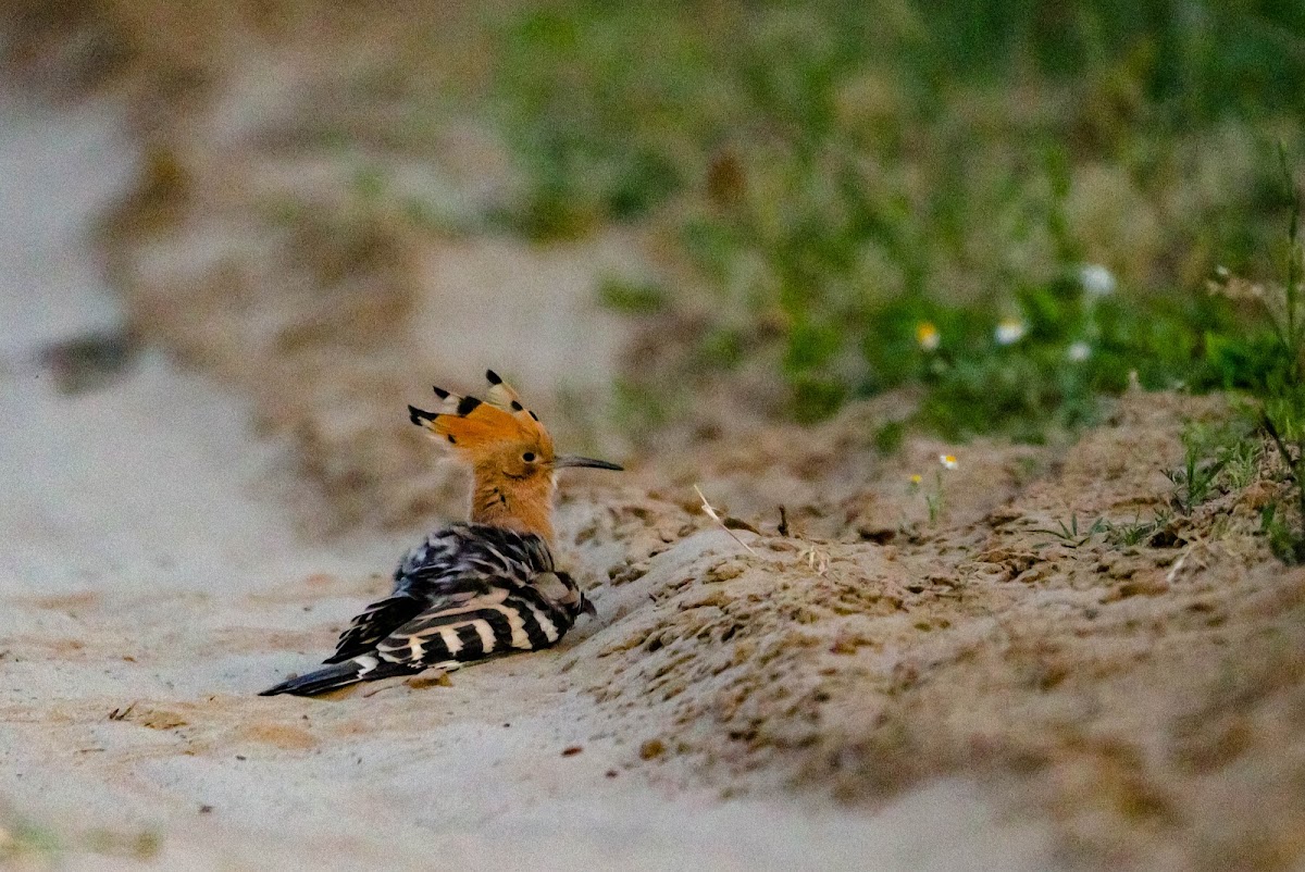 Foieni Sand Dunes - foto 3