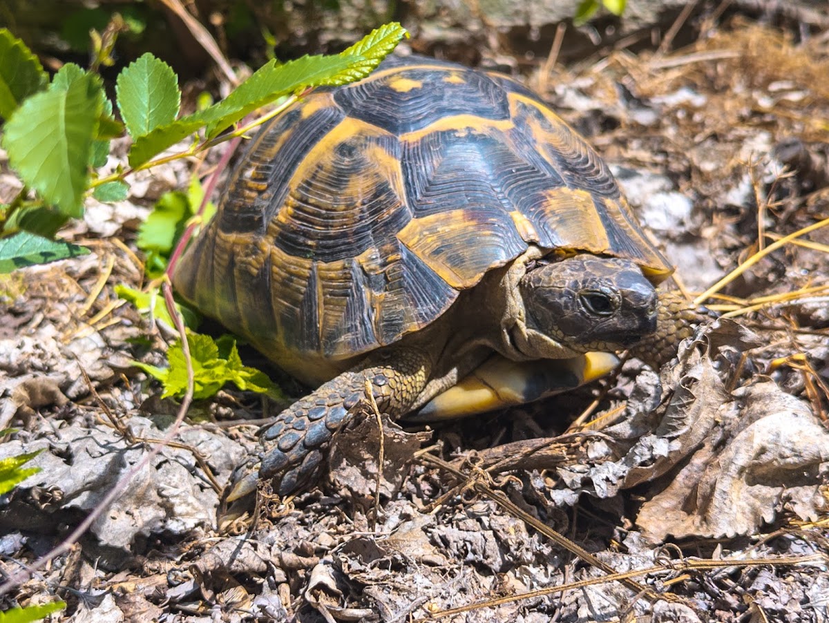 Agigea Marine Dunes - foto 4