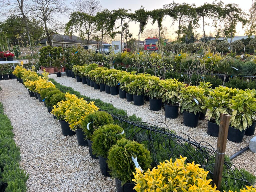 Ecoplant Garden - foto 2