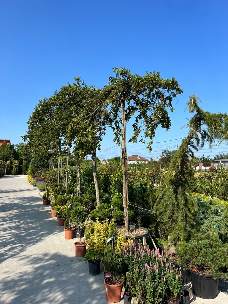 Ecoplant Garden - foto 4