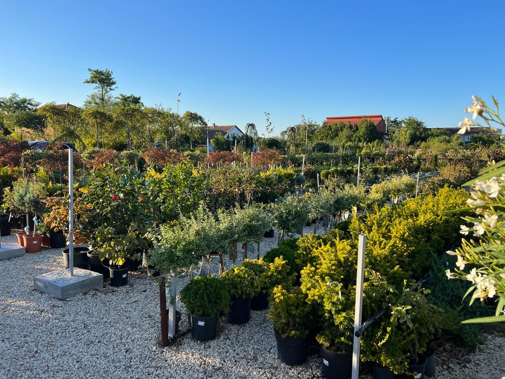 Ecoplant Garden - foto 5