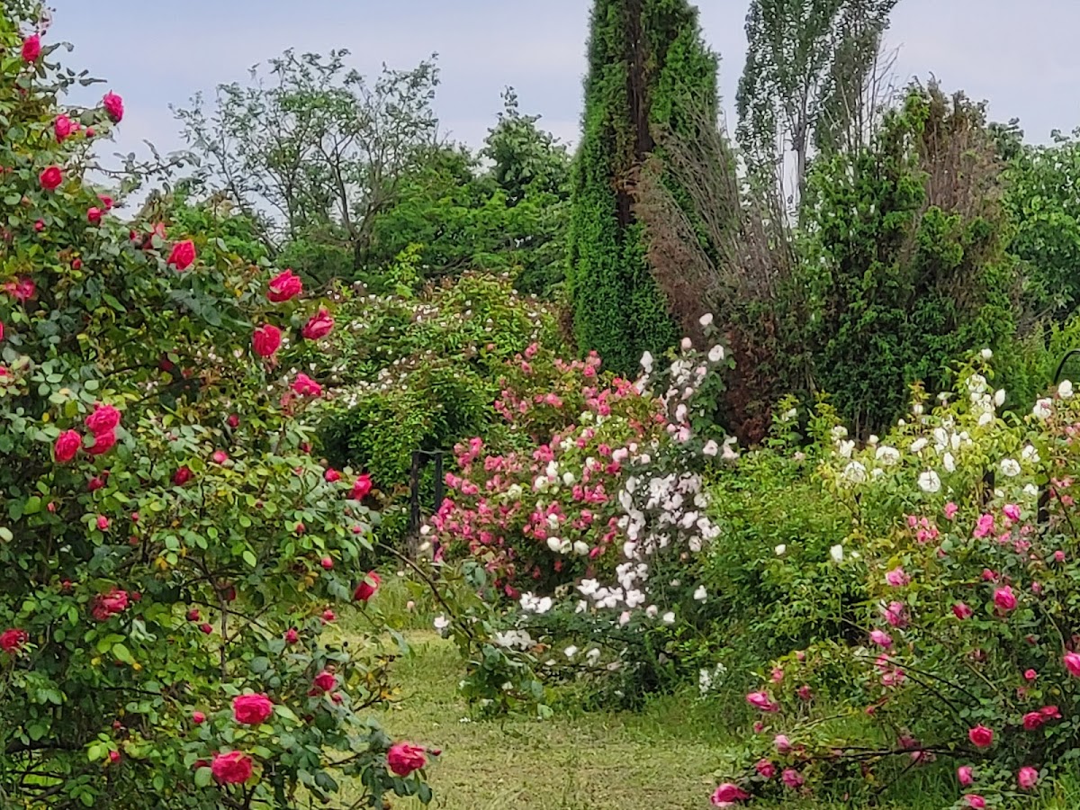 Eutopia Gardens Foundation - Parcul Eutopia - foto 1