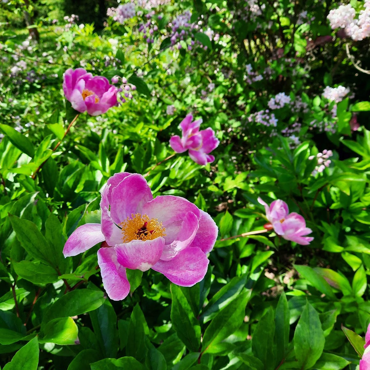 Eutopia Gardens Foundation - Parcul Eutopia - foto 3