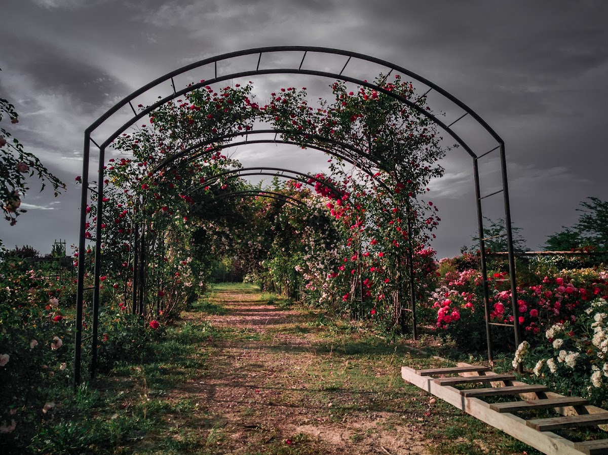 Eutopia Gardens Foundation - Parcul Eutopia - foto 5