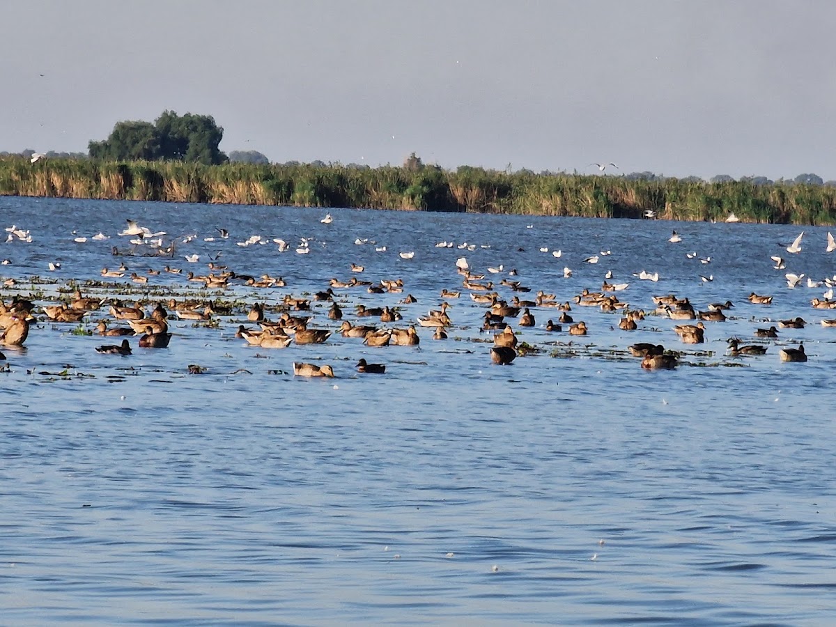 Excursions dans le Delta du Danube | Itinéraires et destinations uniques - foto 3