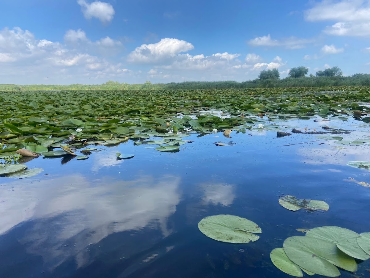 Excursions dans le Delta du Danube | Offres et Itinéraires 2026 - foto 2