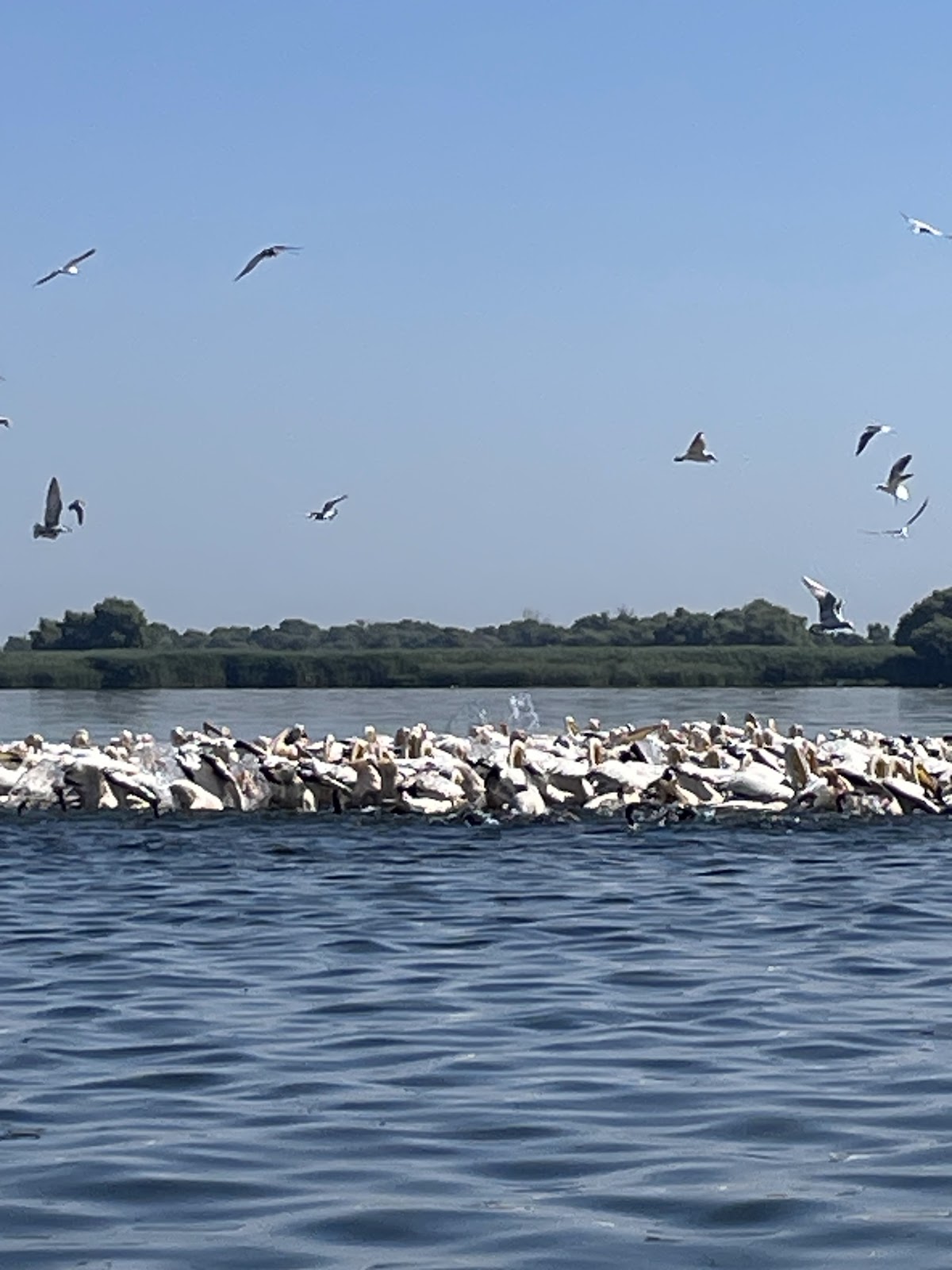 Excursions dans le Delta du Danube | Offres et Itinéraires 2026 - foto 4