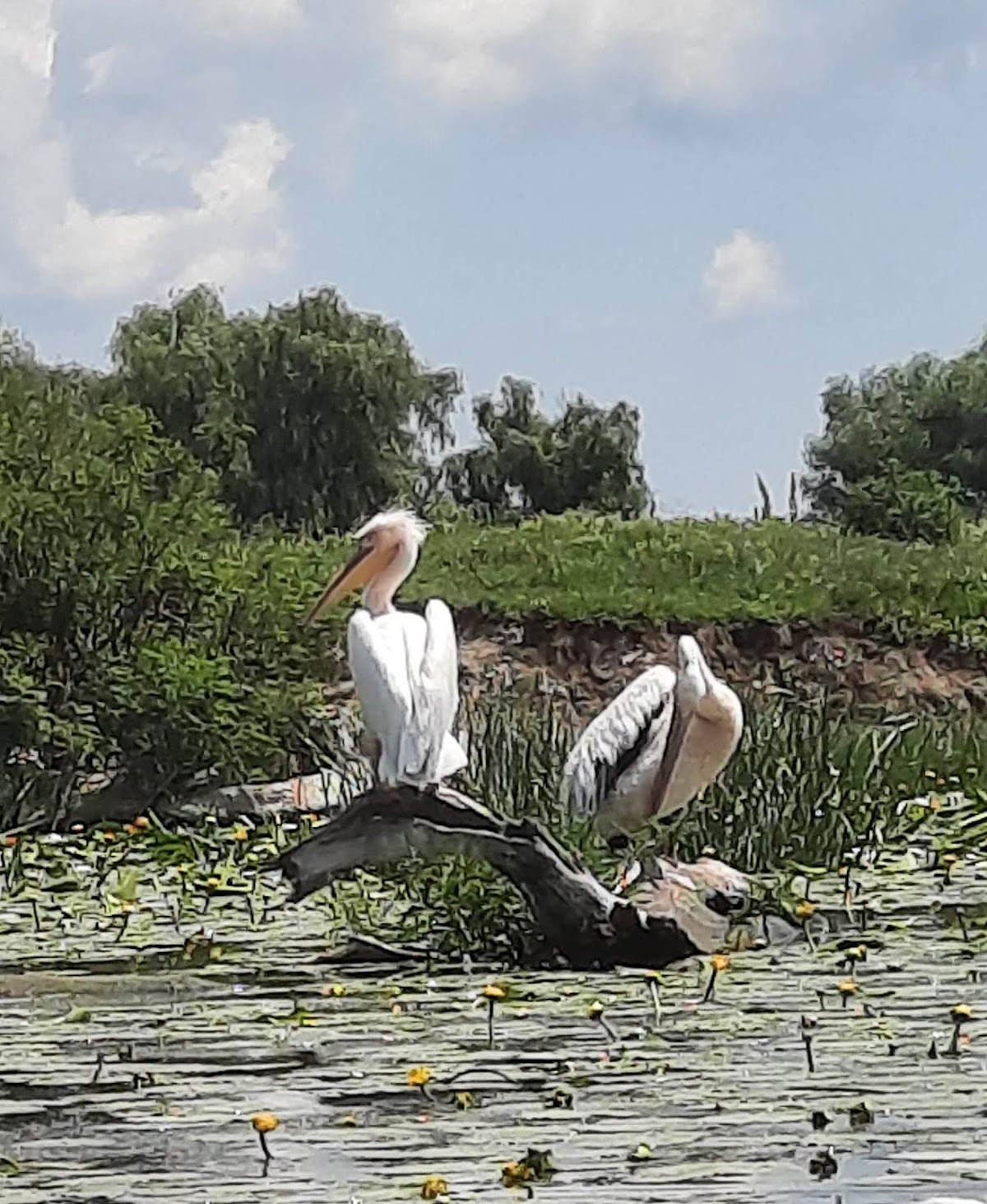 Excursions dans le Delta du Danube | Offres et Itinéraires 2026 - foto 5