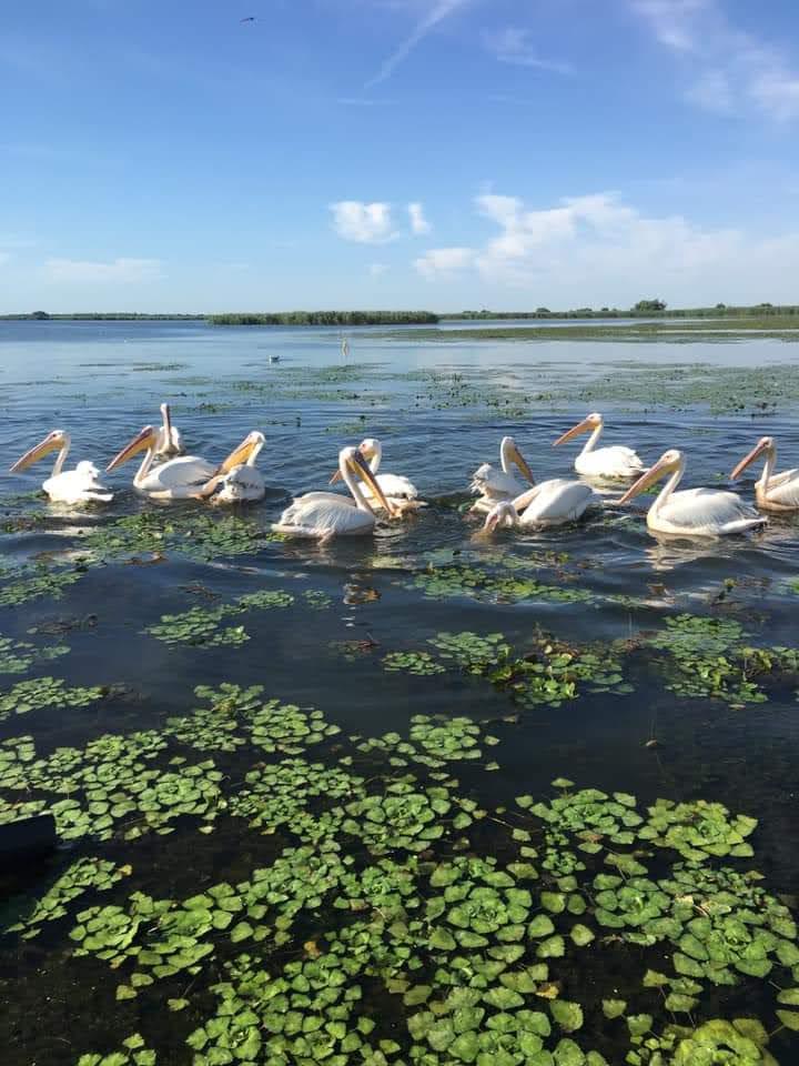Mahmudia游览 - 多瑙河三角洲船游 - foto 3