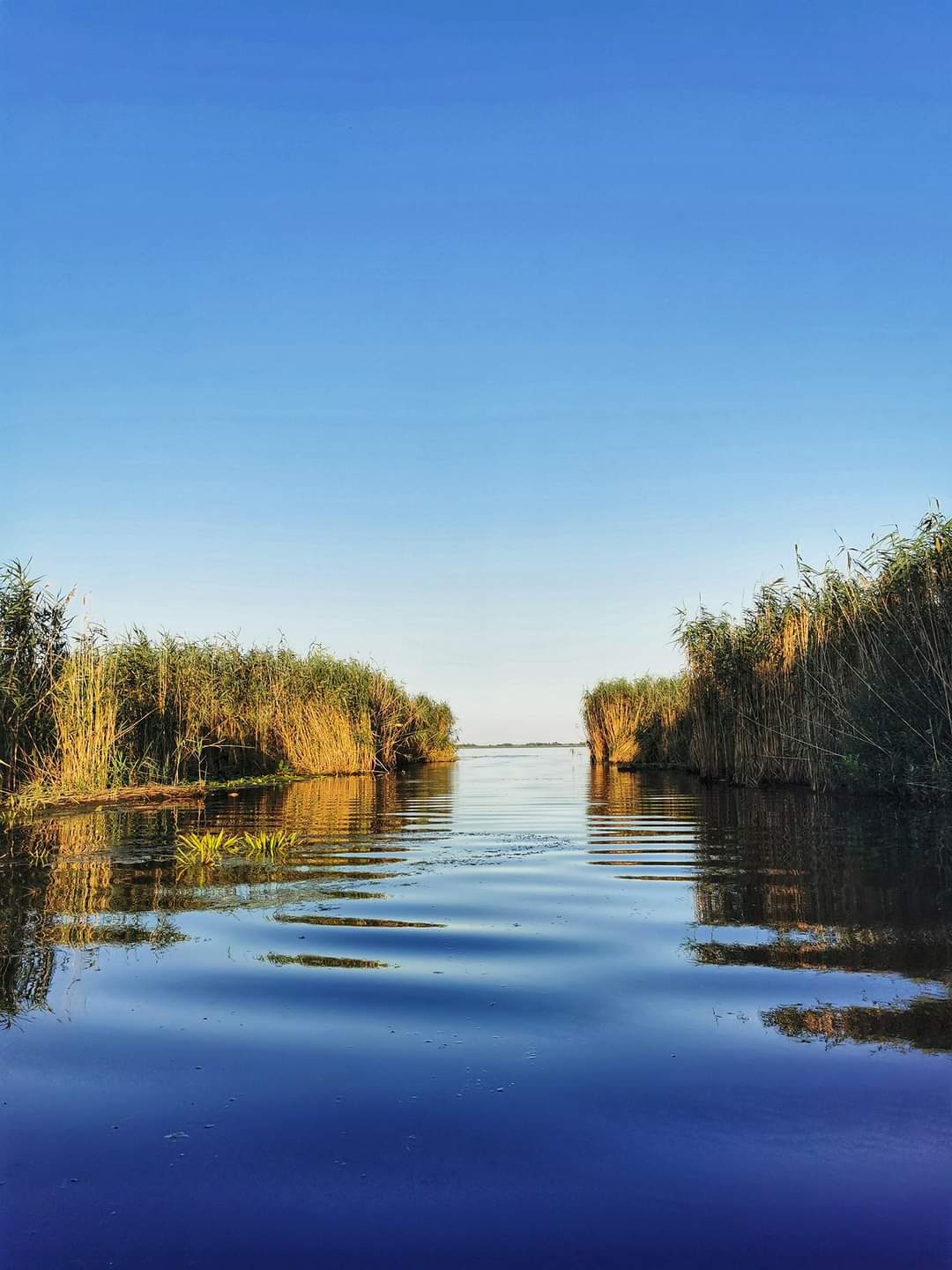 Mahmudia游览 - 多瑙河三角洲船游 - foto 4