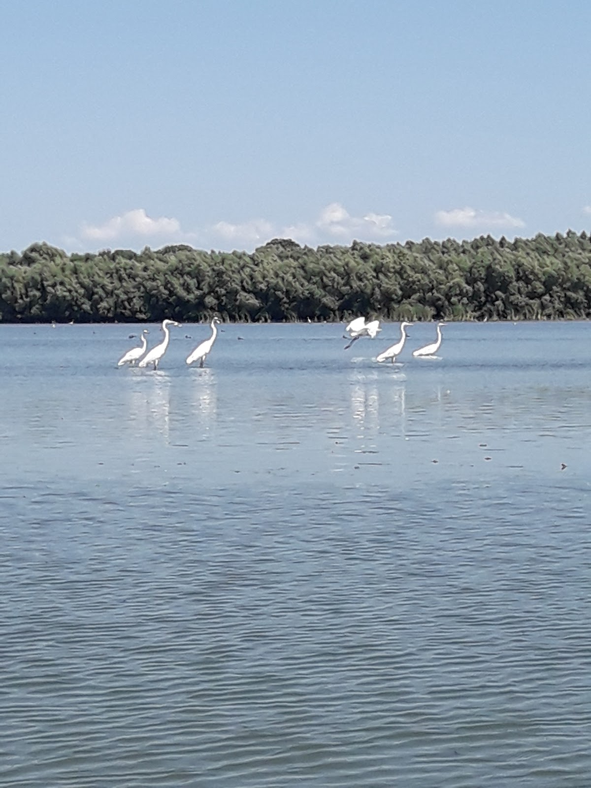 Mahmudia游览 - 多瑙河三角洲船游 - foto 5