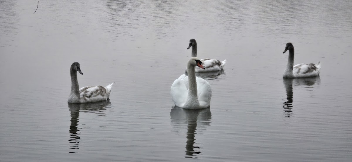 Extindere Parcul Tineretului - foto 5
