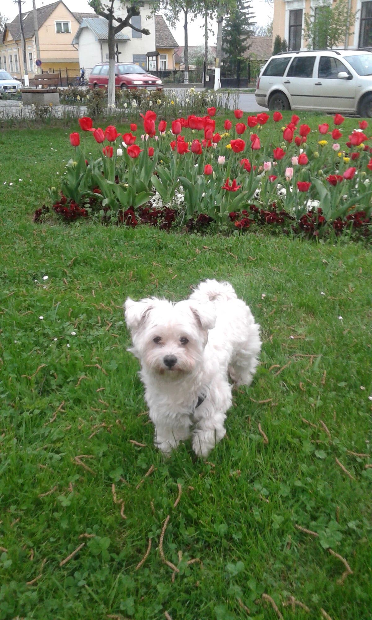 Fő tér Park - foto 2