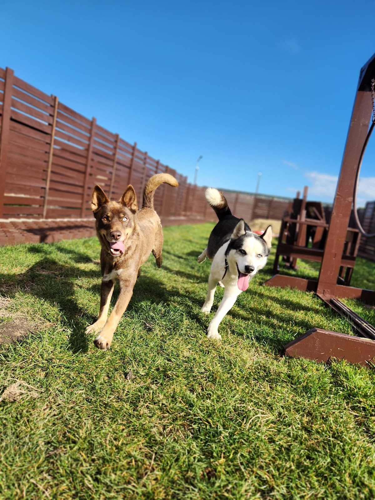 Fabiss Pet Residence Timisoara
