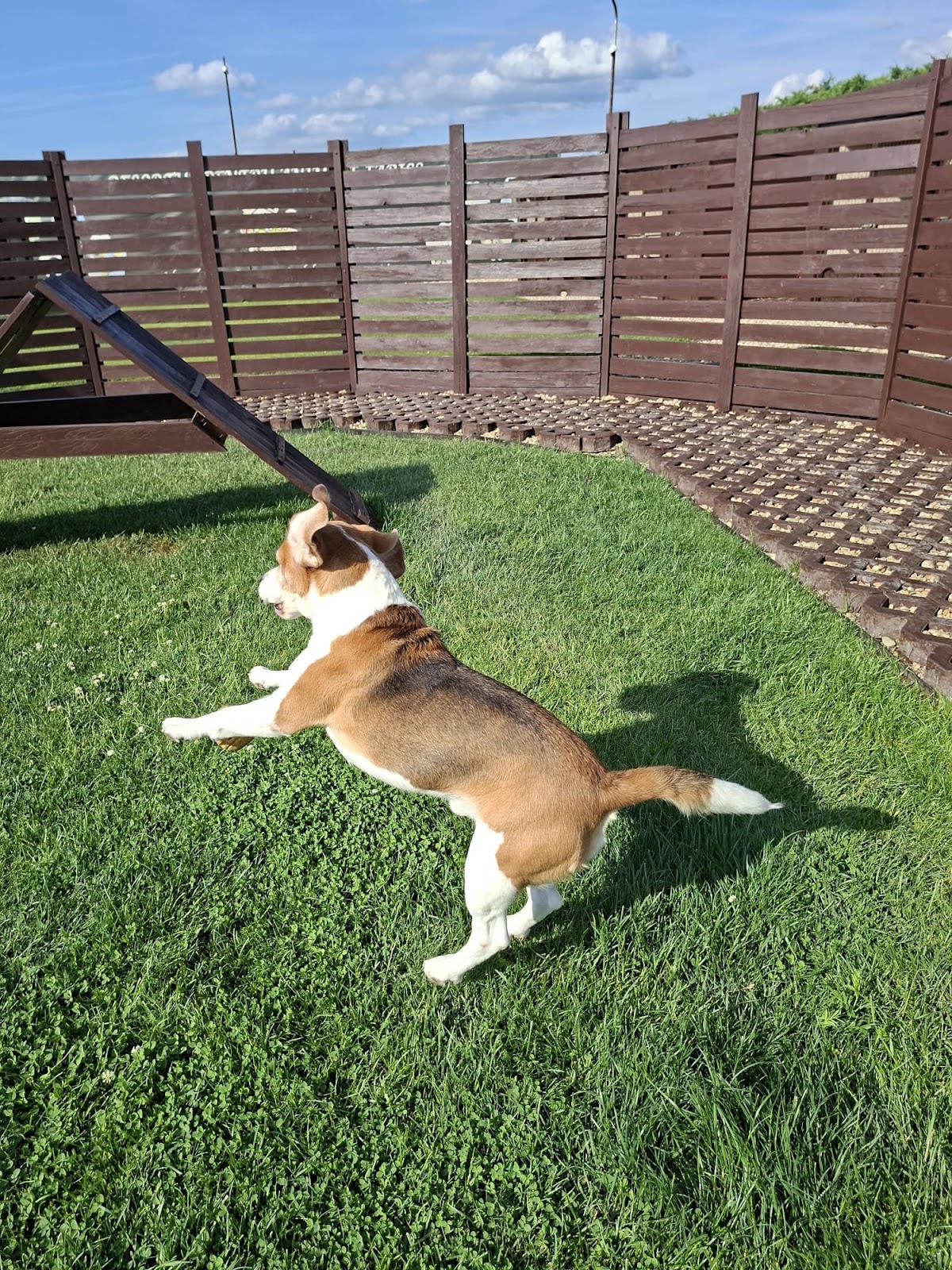 Fabiss Pet Residence Timisoara