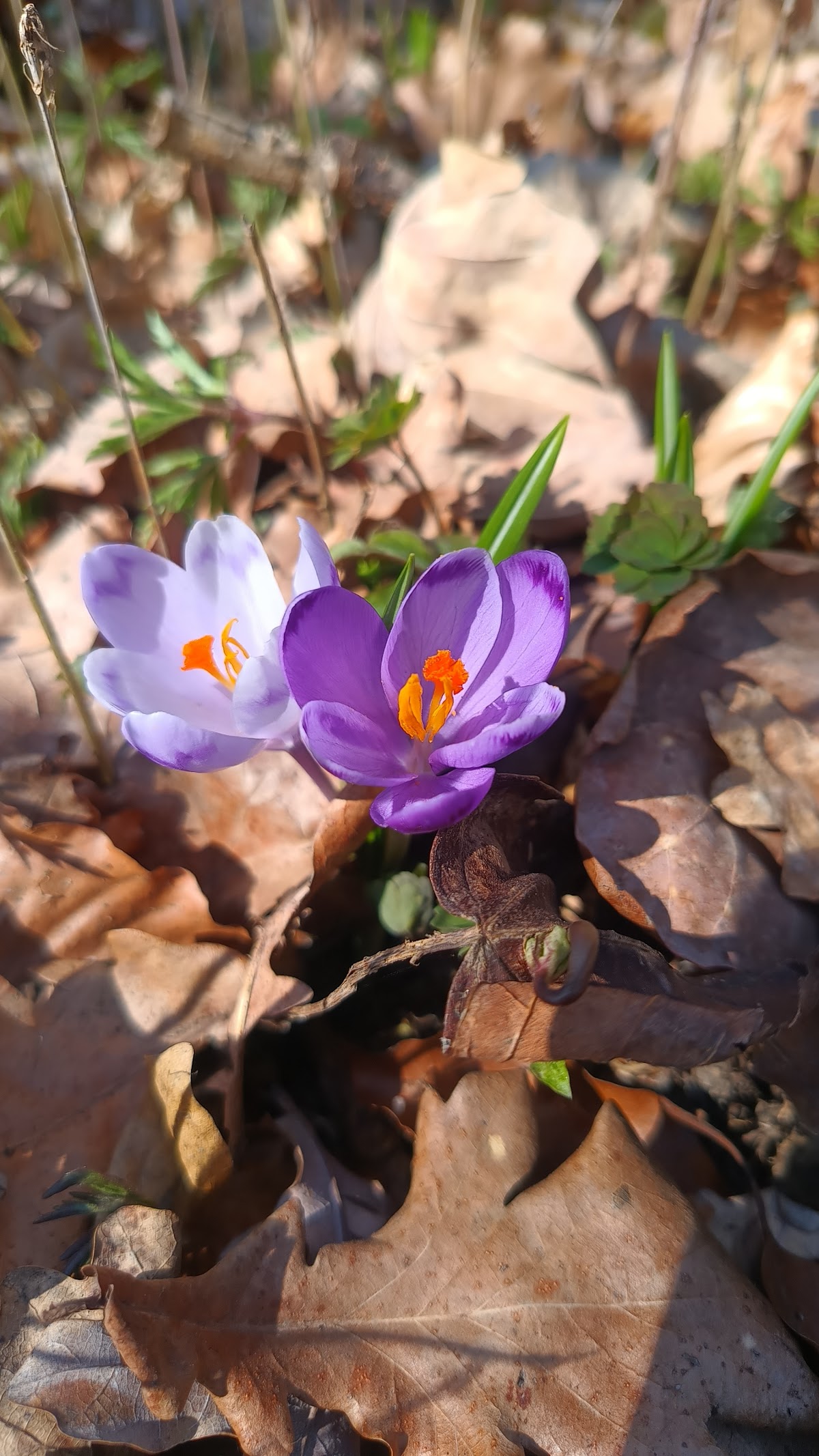 Făgetul Dragomirna - foto 2