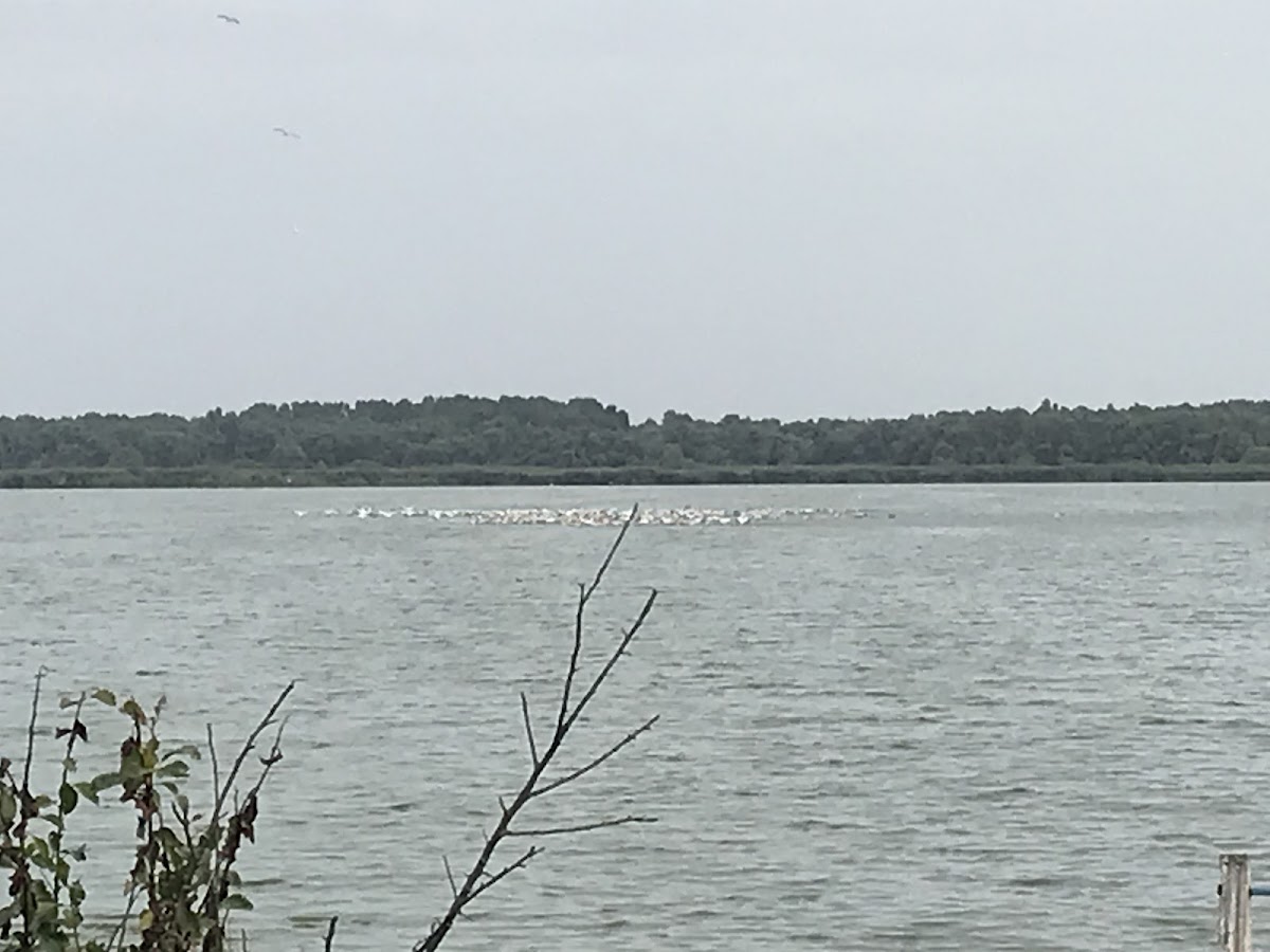 Faleza Murighiol - foto 2