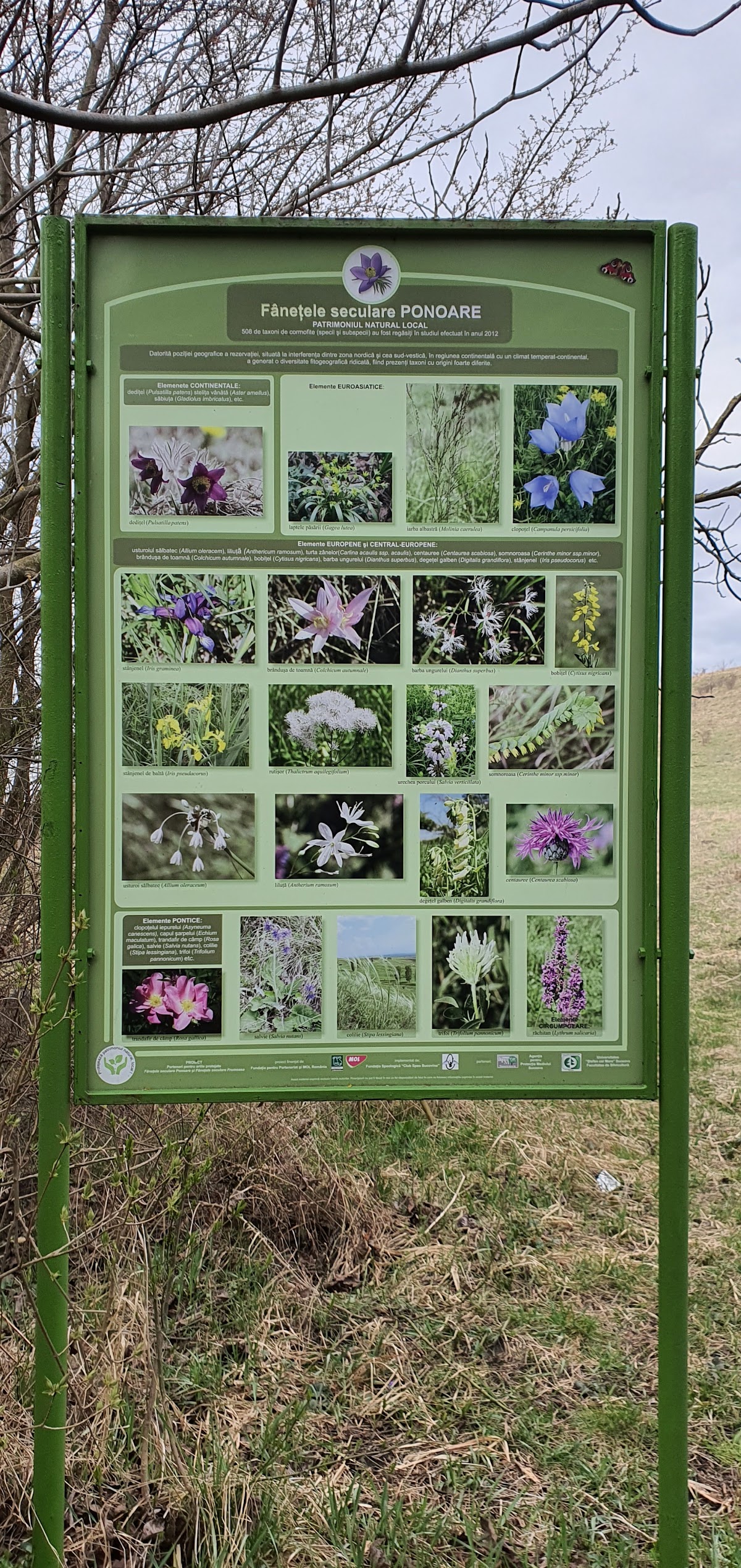 Fânaţele seculare Ponoare - foto 2