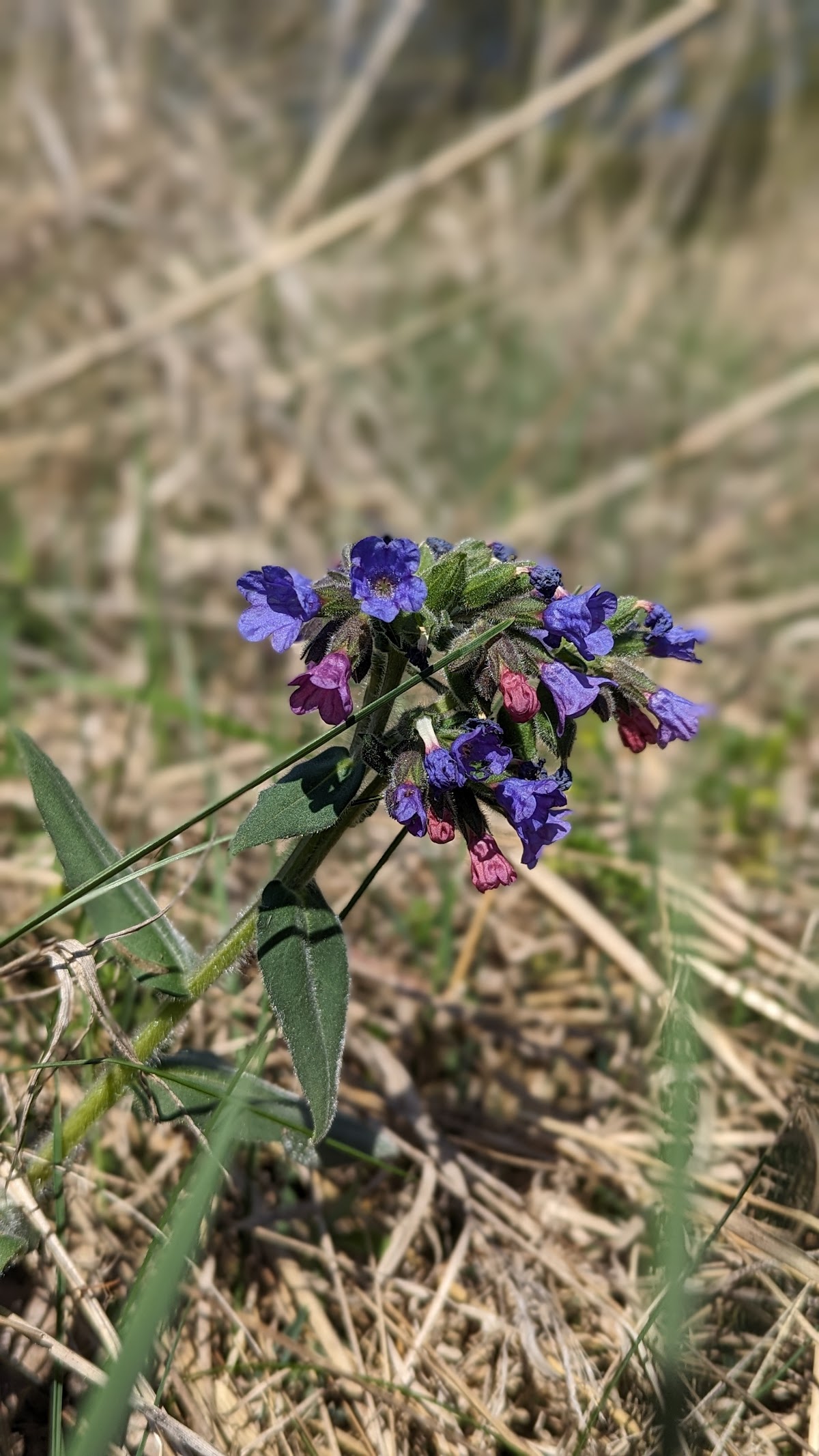 Fânaţele seculare Ponoare - foto 4