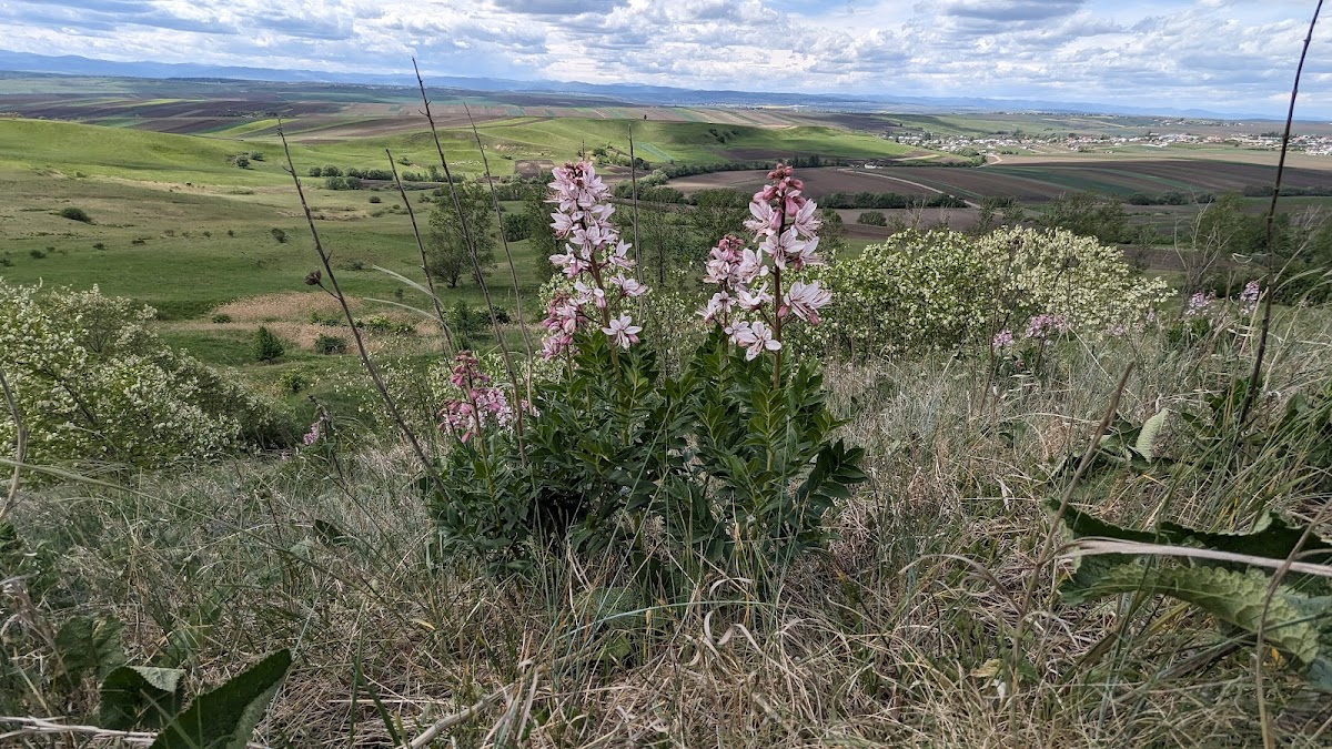 Fânaţele seculare Ponoare - foto 5