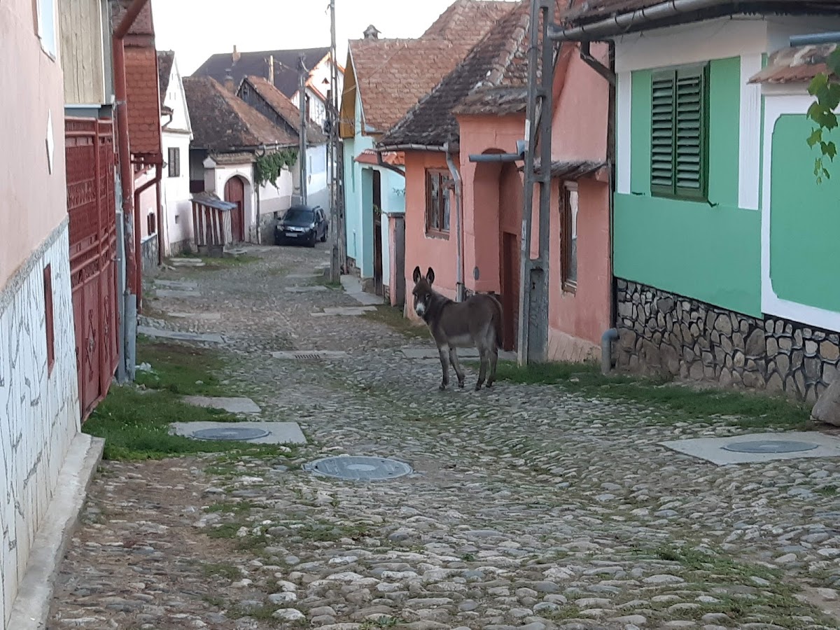 Fântâna Roşca - foto 2