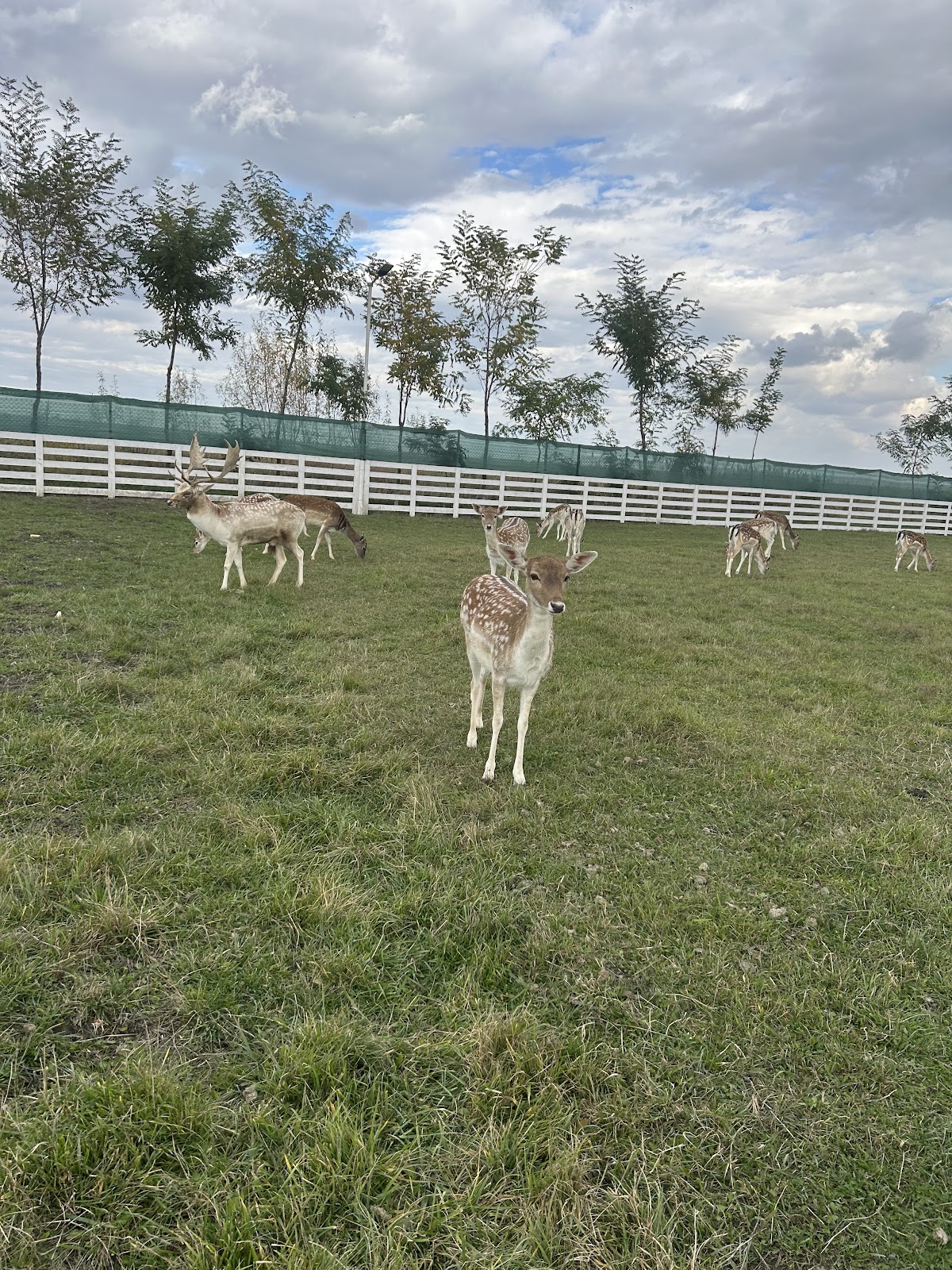 Ferma animalelor Udesti
