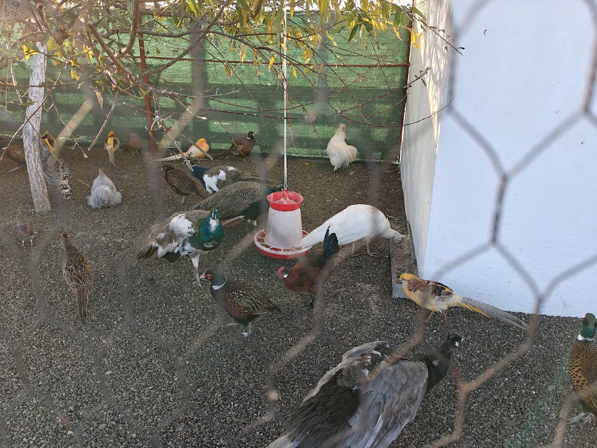 Ferma animalelor Udesti - foto 2