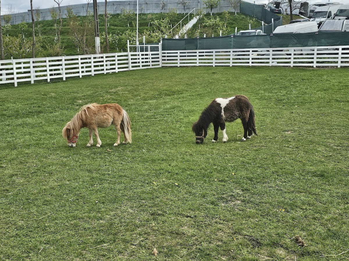Ferma animalelor Udesti - foto 4