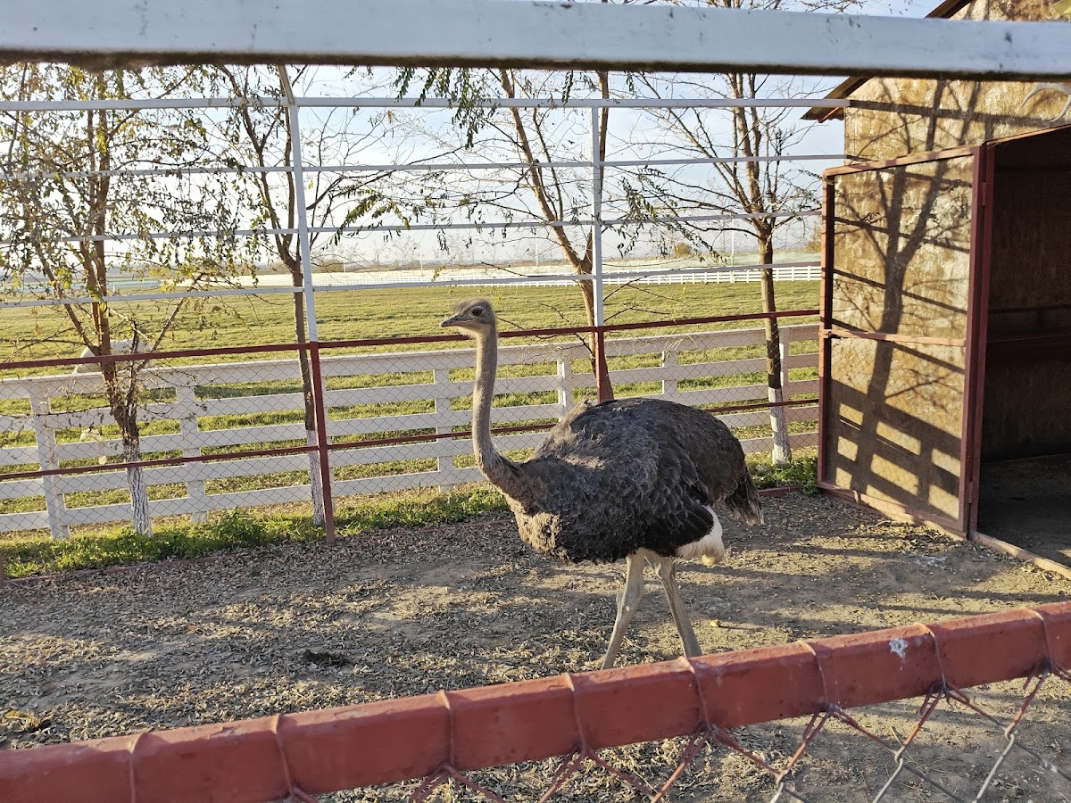 Ferma animalelor Udesti - foto 5